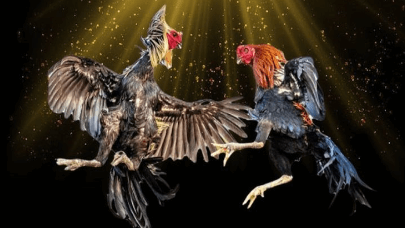 luật chơi trực tiếp đá gà